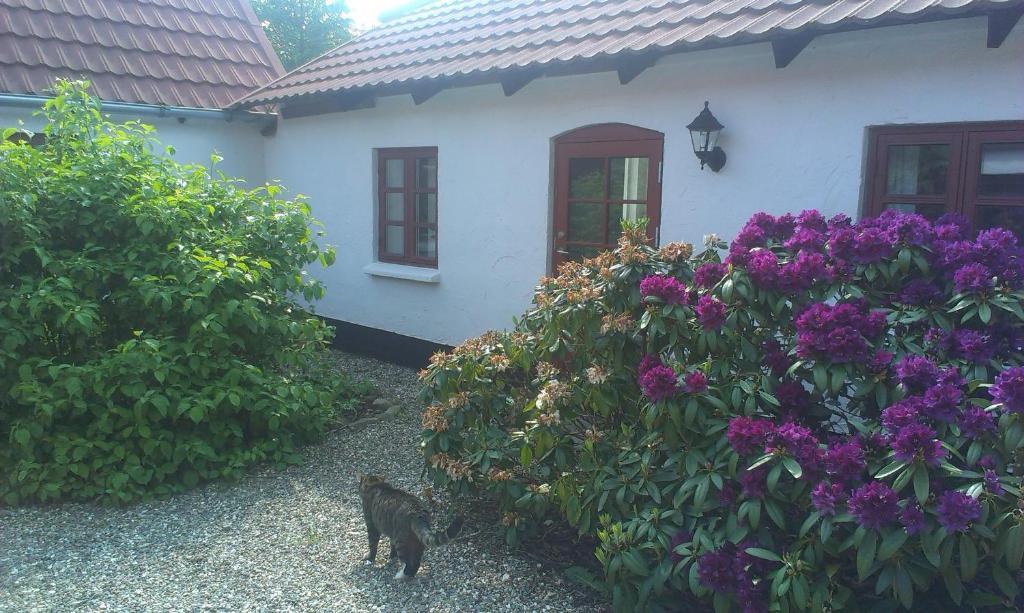 Vranum Guesthouse Viborg Ngoại thất bức ảnh